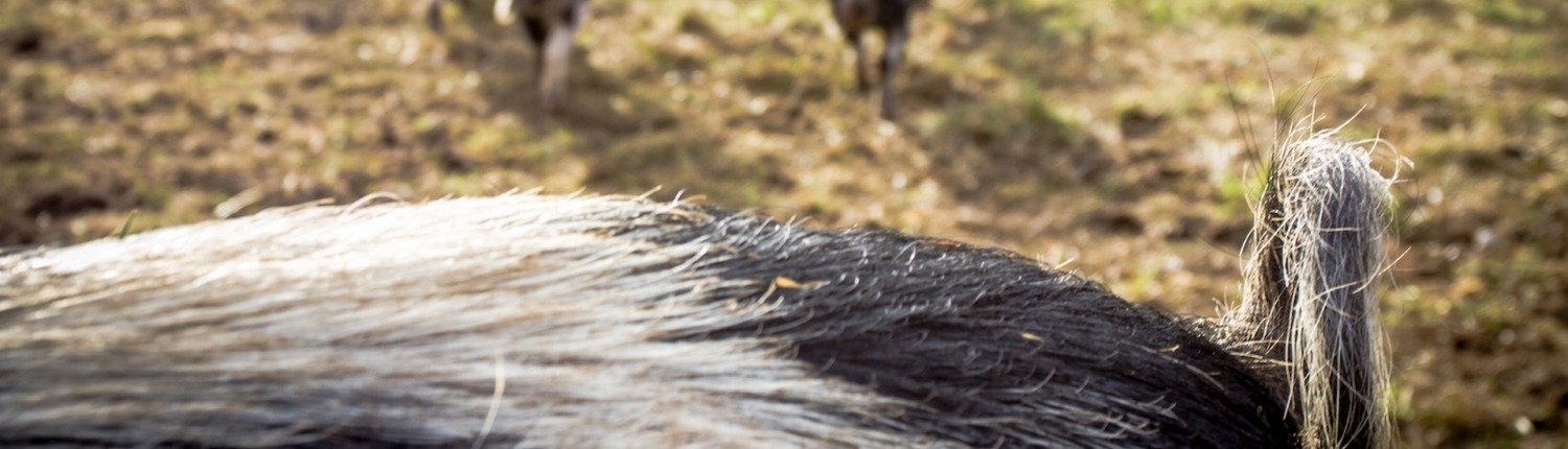Ungarnsk uldgris med krølle på halen